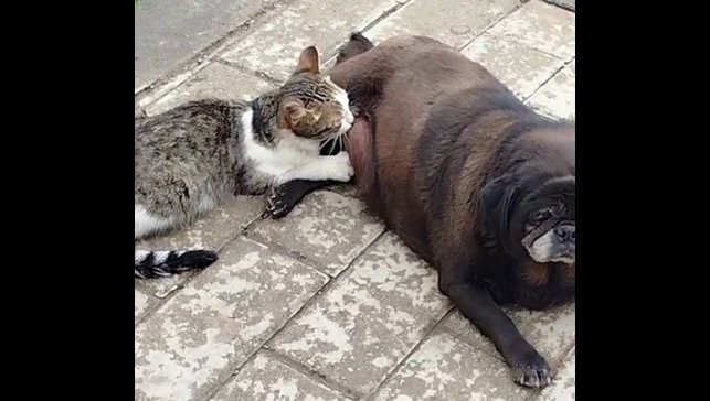 Görenler inanamadı, köpek kediyi sokak ortasında emzirdi