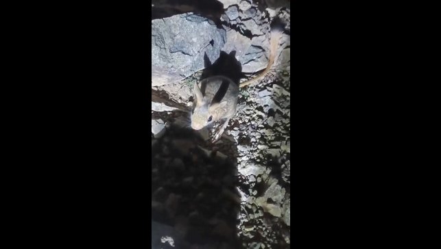 Tunceli'de nesli tükenme tehlikesi altında bulunan Arap tavşanı görüldü