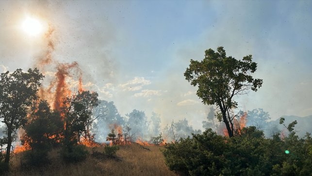 Bingöl'de çıkan orman yangınları söndürüldü