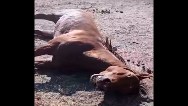 Husumetlisinin atını tabancayla vurdu