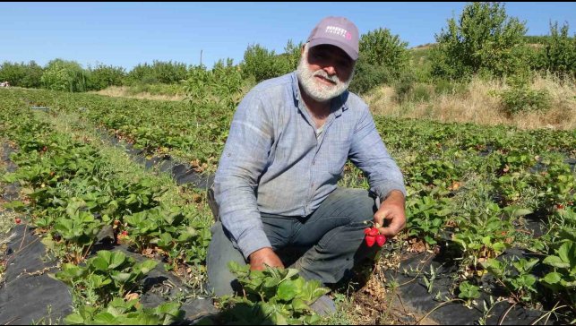 Malatya'da çilek hasadı yüzleri güldürüyor