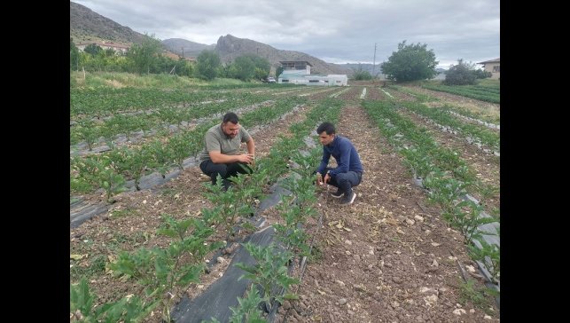 Kemah'ta modern yöntemlerle sebzecilik yapılıyor