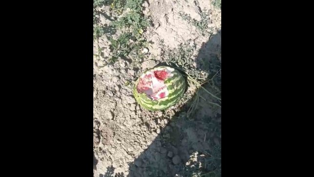 Elazığ'da yaban domuzları karpuz tarlalarına dadandı