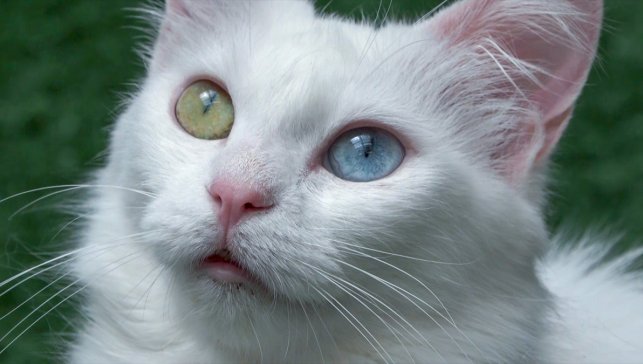 Koruma altındaki Van kedilerini 5 yılda yaklaşık 750 aile sahiplendi