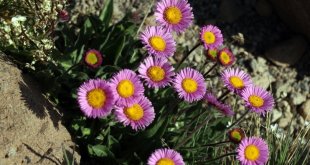 Süphan Dağı'nın yüksek kesimlerinde rengarenk çiçekler açtı