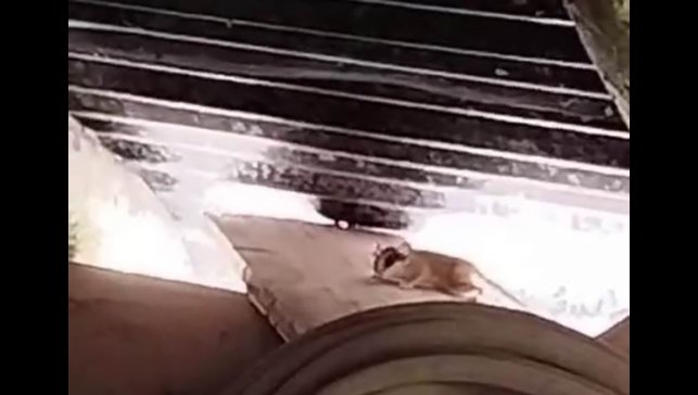 Tunceli'de ilk kez görüntülendi, sevimli hareketleriyle dikkatleri üzerine çekti