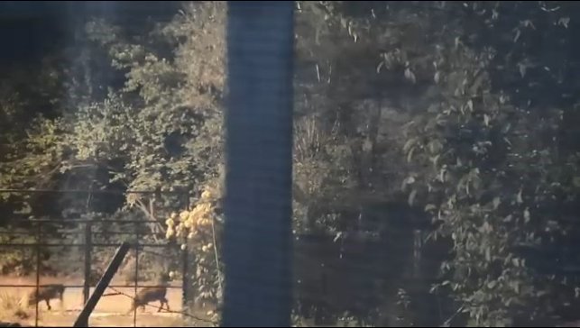 Elazığ'da domuz sürüsü yerleşim yerine indi