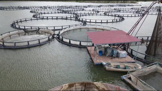 Erzincan'da kültür balıkçılığı yaygınlaşıyor