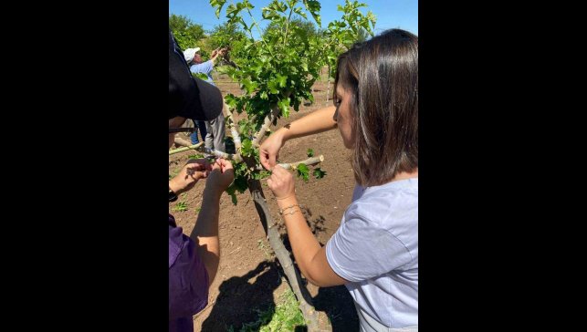 Elazığ'da dut bahçelerinde aşılama çalışması