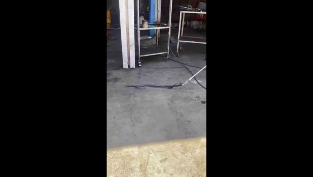 Bingöl'de tamirciye giren yılan paniğe neden oldu