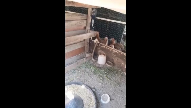 Kümese giren yılan civcivi telef etti