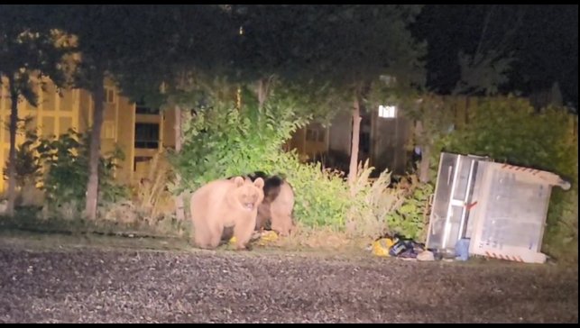 Sarıkamış'ta ayılar caddelerde cirit atıyor