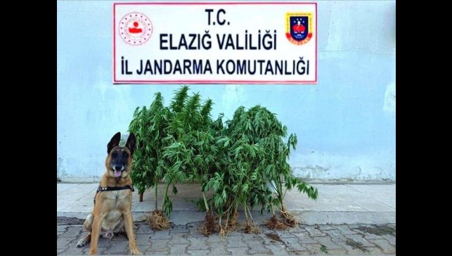 Elazığ'da tapulu arazide kenevir ele geçirildi