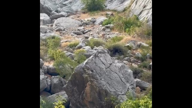 Erzincan Karanlık Kanyon'da anne ve yavru dağ keçisi görüldü