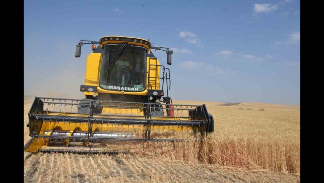 Bulanık'ta hububat hasadı başladı