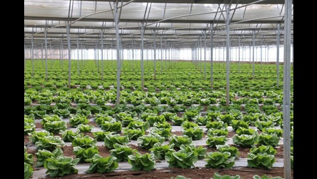 Erzincan 'Sera Üssü' olma yolunda ilerliyor