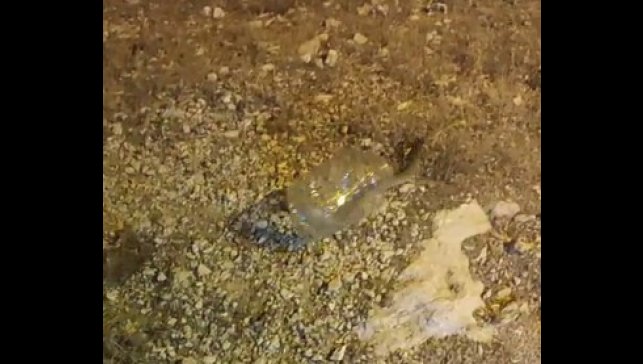 Tunceli'de kız yurdunda yakalanan engerek doğaya bırakıldı