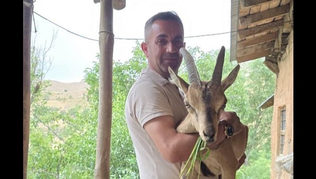Bahçesaray'da bitkin dağ keçisine şefkat eli
