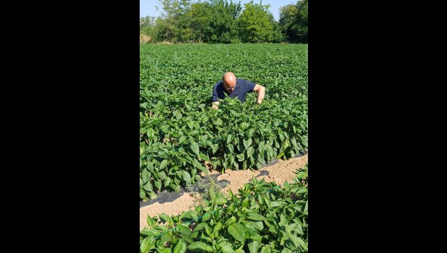 Erzincan'da kapya biber ekilişleri kontrol edildi