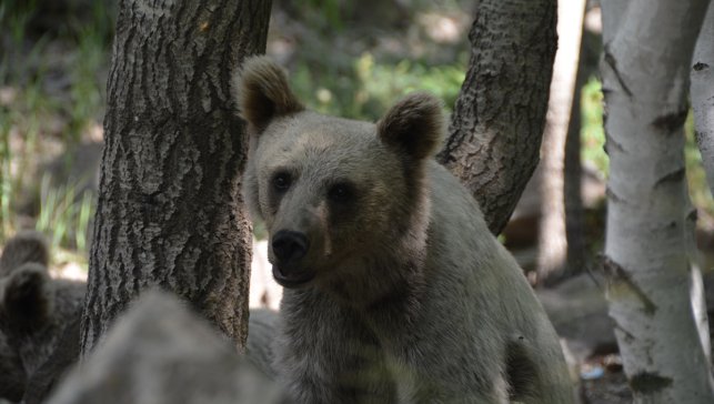 Nemrut Krater Gölü doğası ve serin havasıyla ziyaretçilerini ağırlıyor