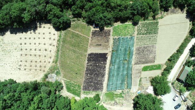 Arapgir mor reyhanı bölge çiftçisine gelir kaynağı oluyor