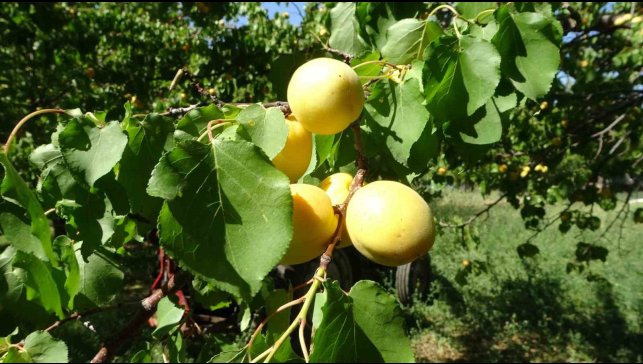 Zirai dona rağmen kuru kayısı ihracatı devam ediyor