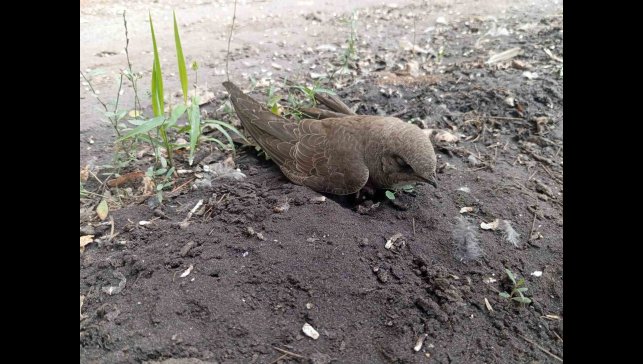 Bitkin halde bulduğu ebabil kuşunu besleyip, doğa koruma ekiplerine teslim etti