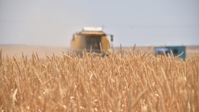 Bitlis'te buğday hasadı başladı