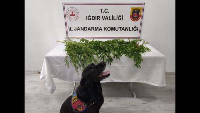 Iğdır'da jandarmadan uyuşturucu operasyonu: 1 tutuklama