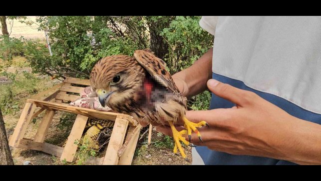 Duyarlı vatandaş yaralı atmacayı besleyip yetkililere teslim etti