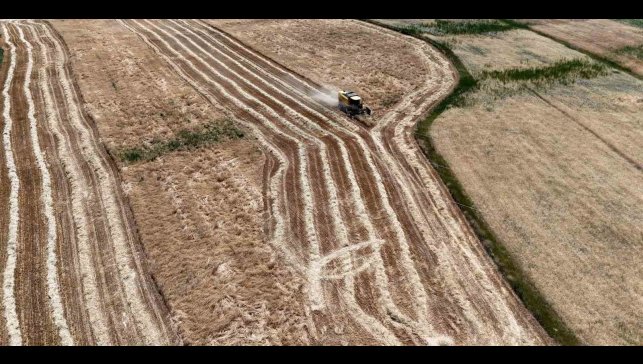 Erzincan'da hasat başladı, çiftçinin yüzü güldü