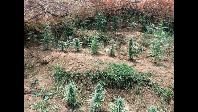 Bingöl'de uyuşturucuyla mücadele