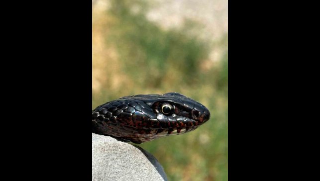 Tuvalete giren karayılan, yakalanarak doğal ortamına bırakıldı