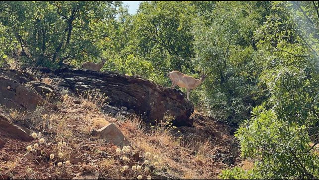 Tunceli'de dağ keçileri görüntülendi
