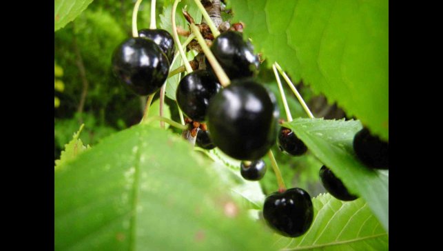 Posof'ta esen serinlik