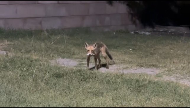 Tilkilere ziyafet, doğaya ihanet: Ekşisu'da duyarsızlık kamerada