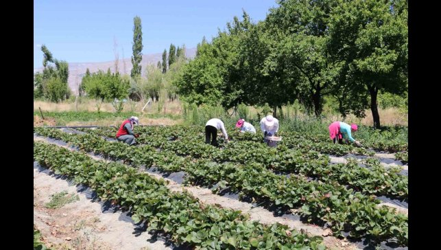 Erzincan'da çilek hasadı