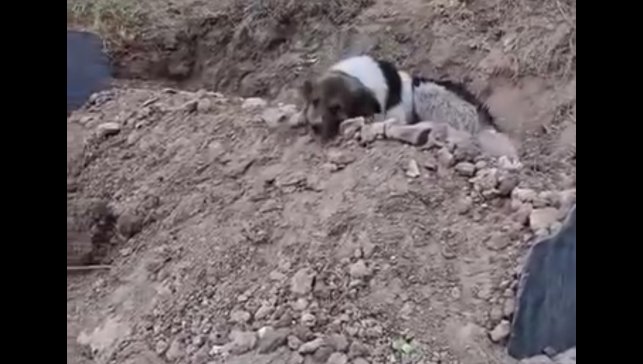 Mezar başında vefa nöbeti: Sahibinin mezarından ayrılmıyor