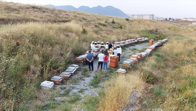 Bitlis Eren Üniversitesi kampüsünde bal hasadı yapıldı