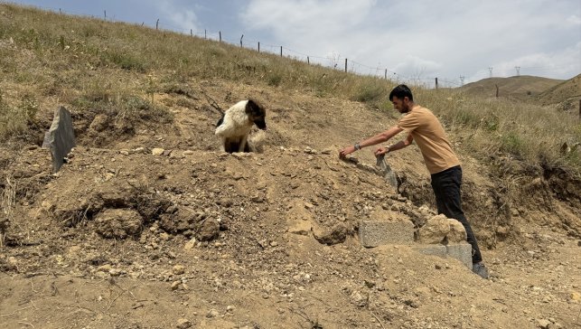 Ölen sahibinin mezarı başından ayrılmayan köpek görenleri hüzünlendirdi