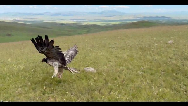 Kars'ta tedavileri tamamlanan yaban hayvanları doğayla buluştu