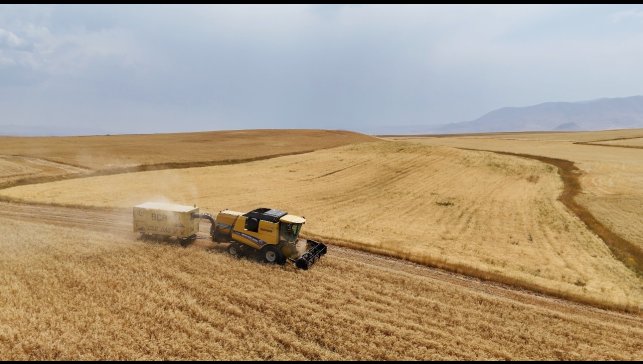 Çiftçinin emeği ürüne dönüştü, hasat mesaisi başladı