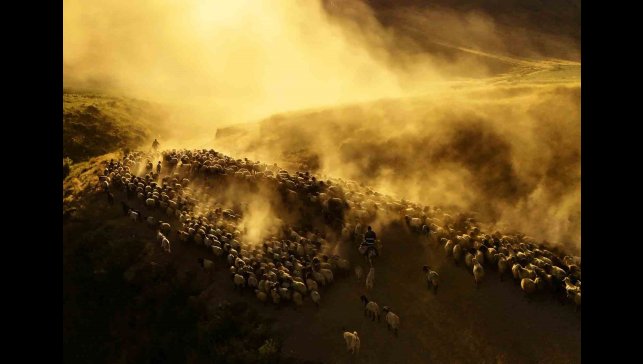 Sürülerin tozlu yolculuğu havadan görüntülendi