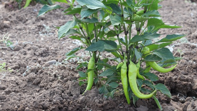 Ağrı'da devletin sağladığı desteklerle üretilen sebzelerin hasadı yapıldı