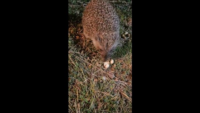 Elazığ'da kirpiyi fıstıkla beslediler