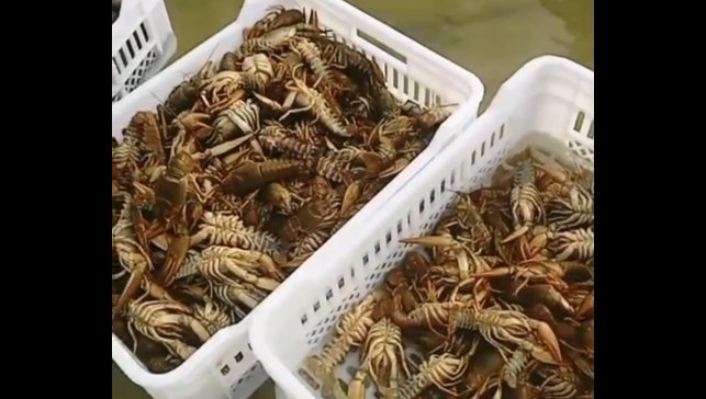 Balıkçıların kerevit kaygısı