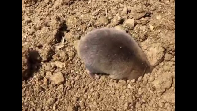 Tunceli'de yuva yapmak için kazı yapan köstebek kameraya yansıdı