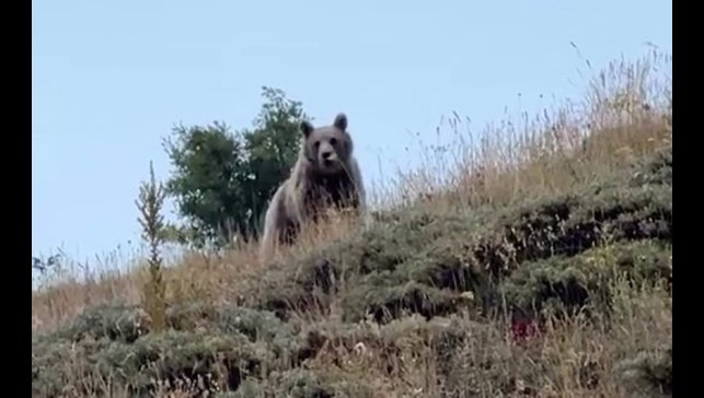 Ayıyı bağırarak kaçırttı