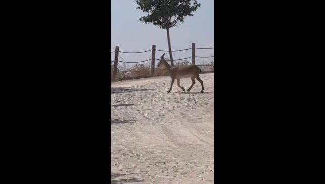 Tarihi Harput Mahallesi'nde dağ keçileri görüldü