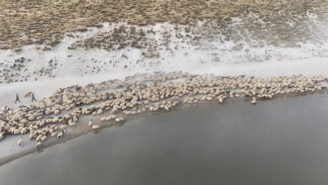 Küçükbaş hayvan sürüleri Nemrut Dağı'ndaki gölde serinliyor